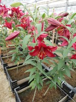 [4263 Mambo No01.JPG]